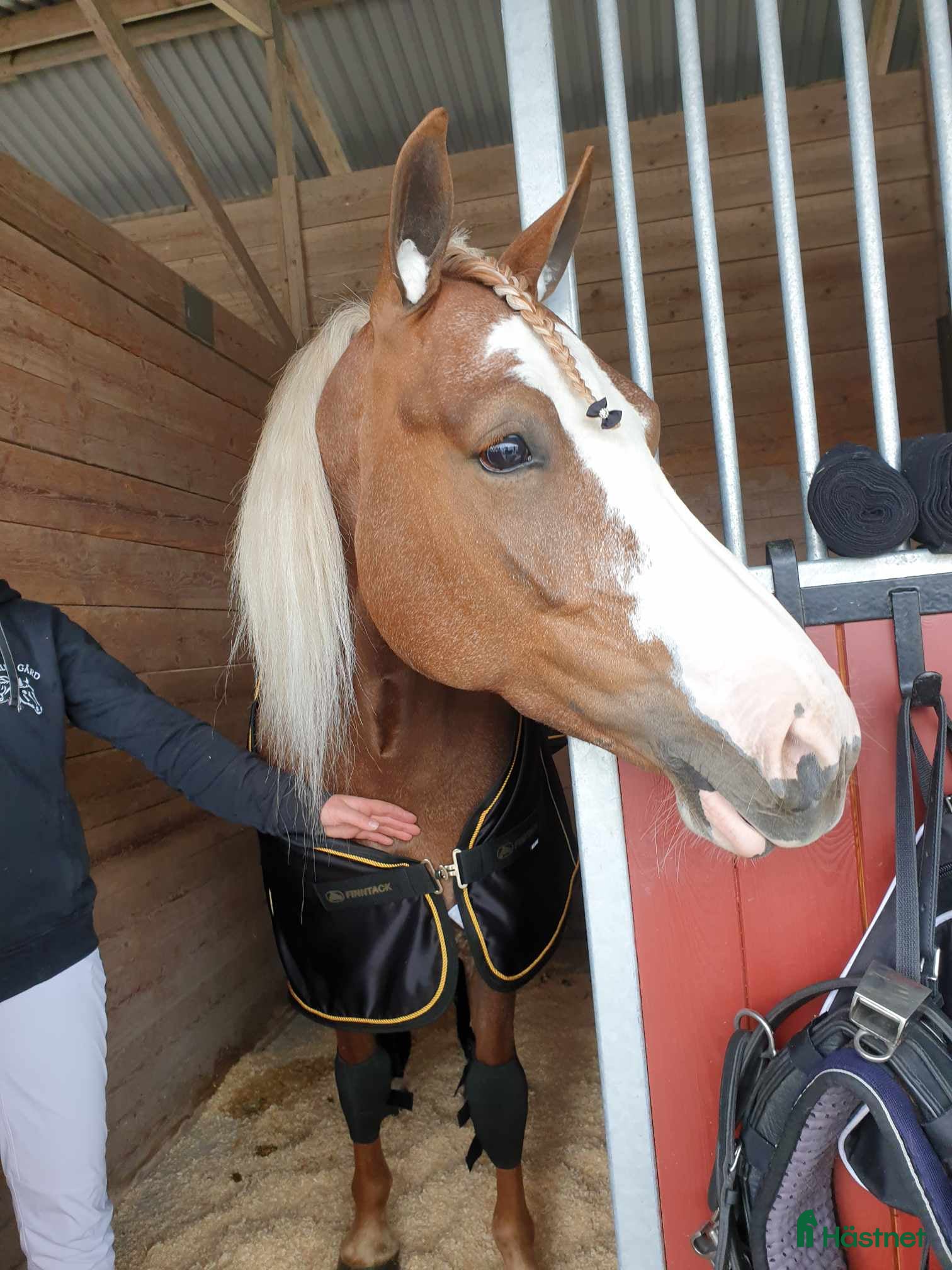  hästar *reserverad*Vackra Madeleine ser efter nytt hem  - Annons 2