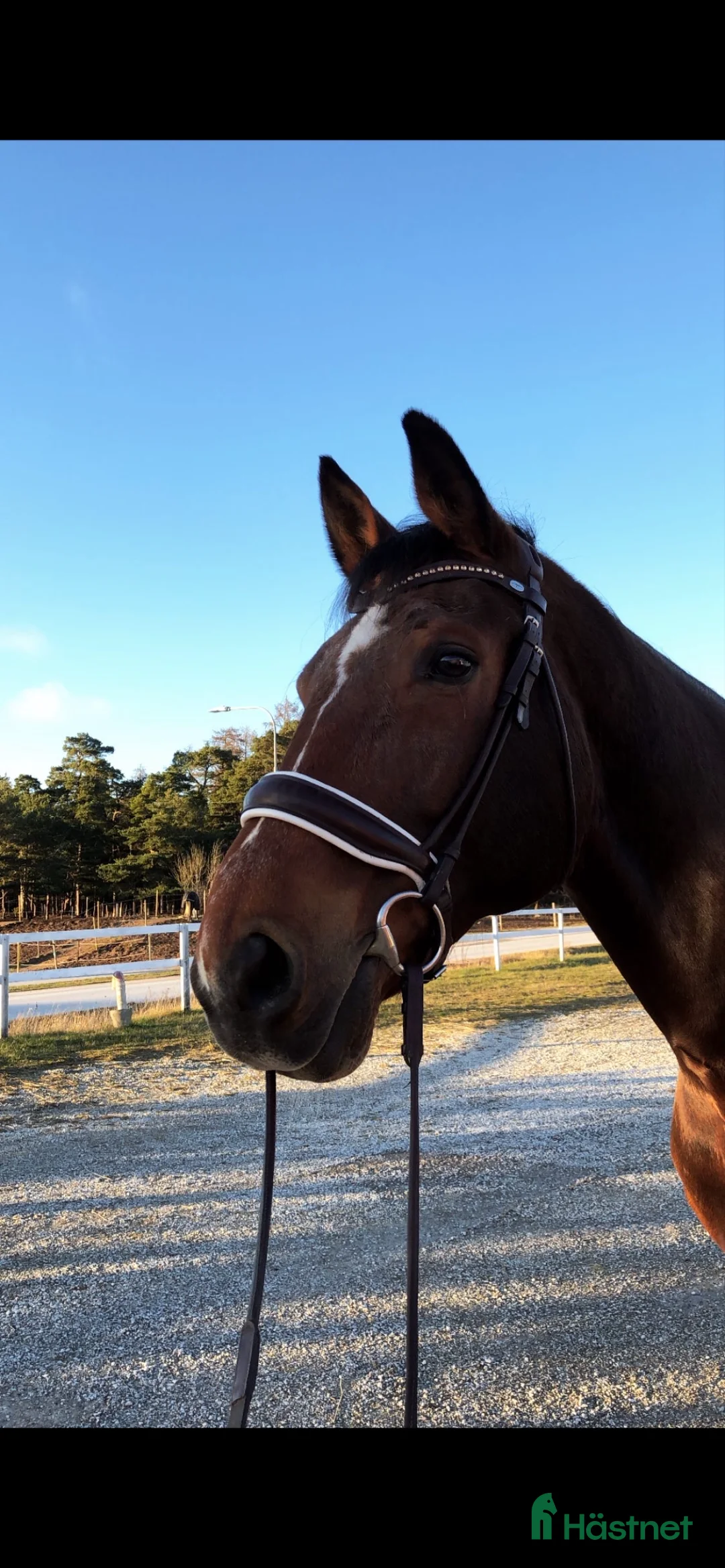 Träns hästutrustning till salu: Brunt kandar i Visby - Annons 2