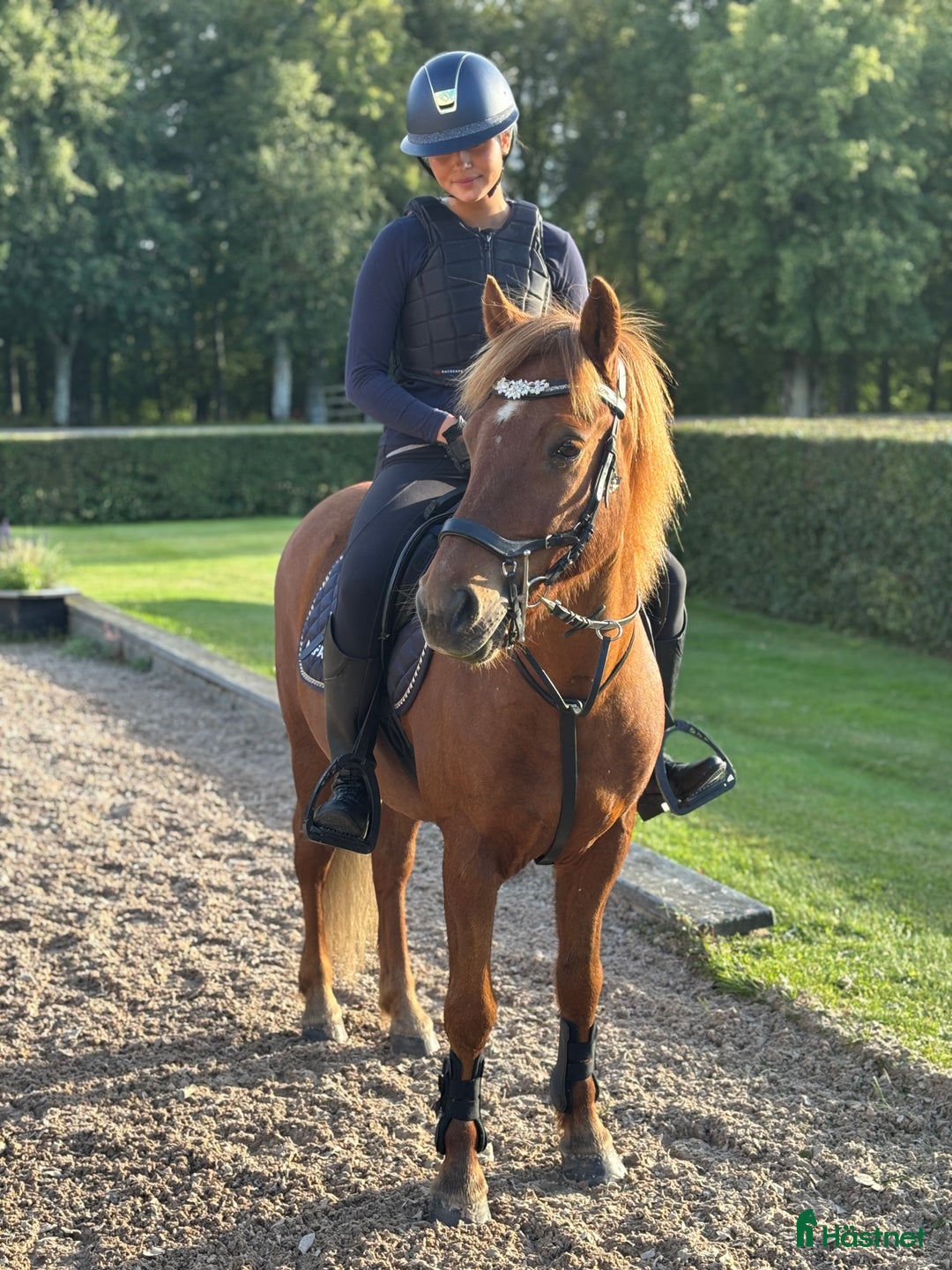 Allround hästar till salu: Arre söker ny kompis för nya äventyr! i Västerås - Annons 4