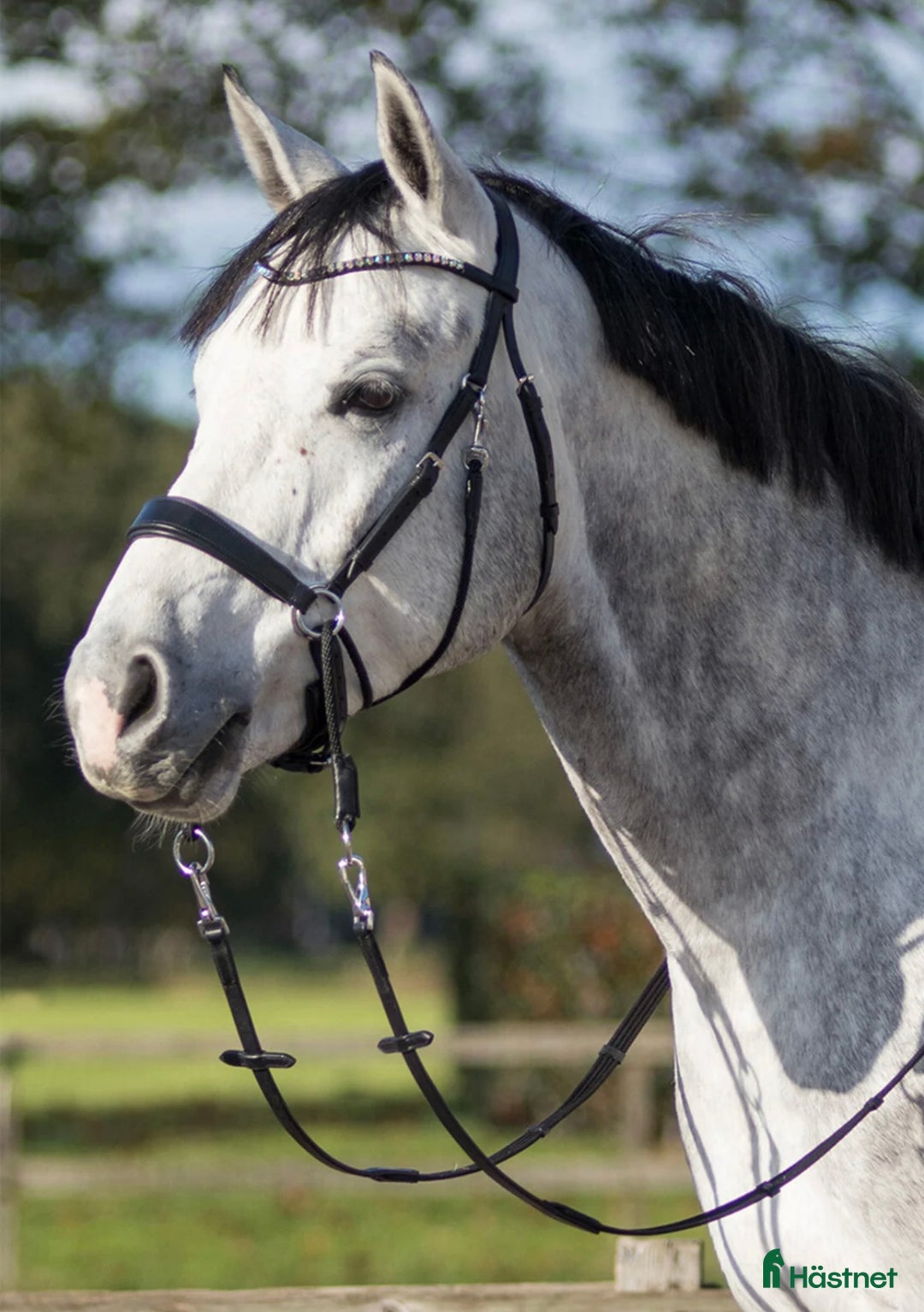 Träns hästutrustning till salu: Sidepull helt nytt  i Linköping - Annons 4