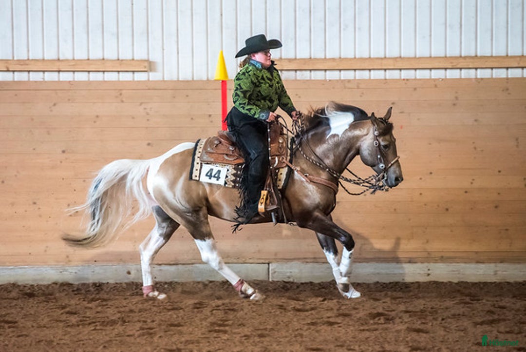 Western hästar till salu: Drömhästen  i Bredared - Annons 10