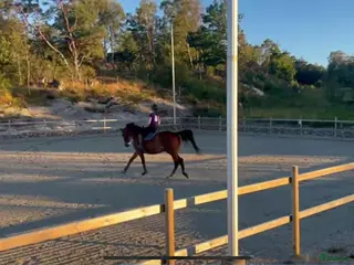 Allround hästar till salu: Stor och snäll - Annons 2