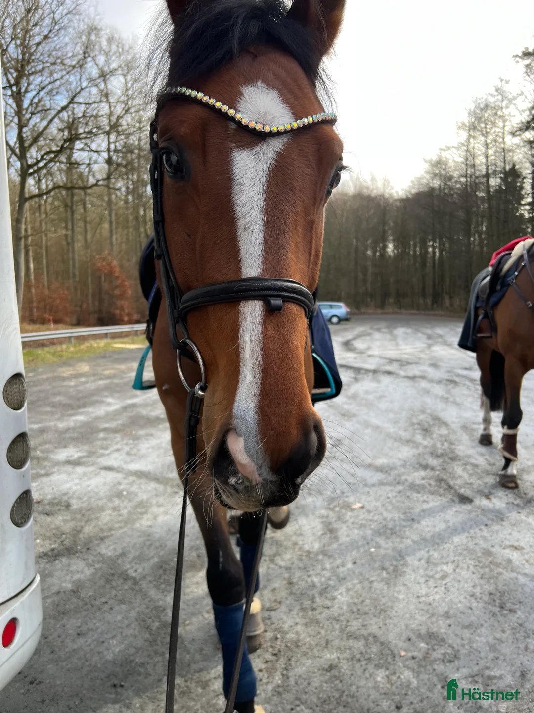 Allround hästar till salu: Världens bästa vän i Vellinge - Annons 3