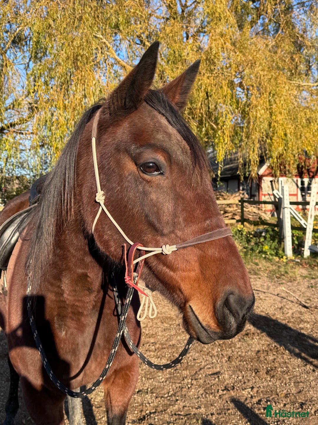 Sällskap hästar till salu: Fint Varmblodssto till ridning eller sällskap.  i Nyhamnsläge - Annons 2