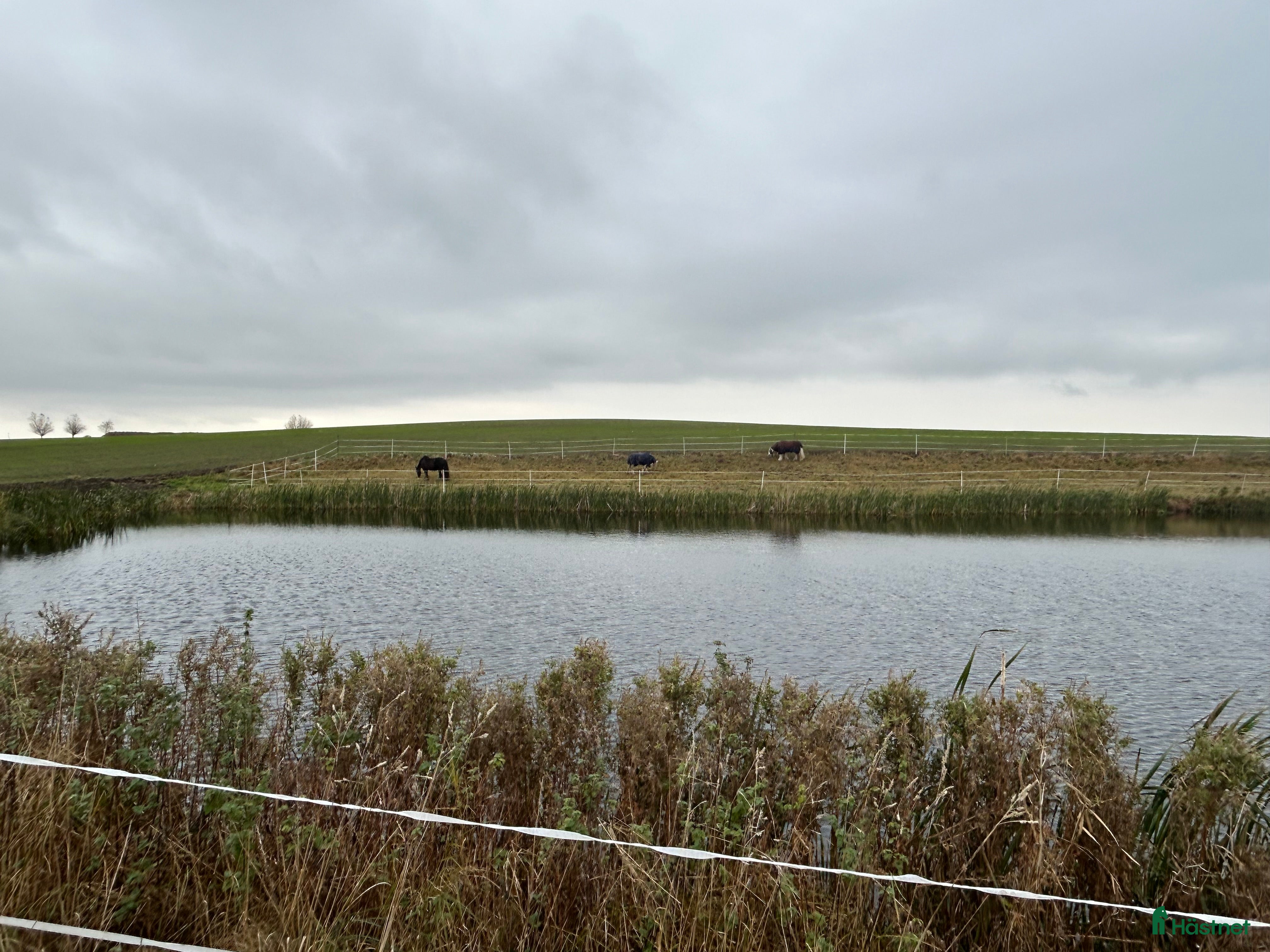  medryttarhäst finnes: Vill du vara en del av våra team? - Annons 8