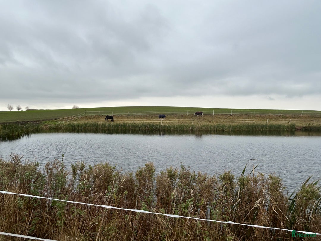  medryttarhäst finnes: Vill du vara en del av våra team? - Annons 1