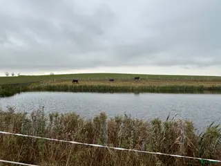 medryttarhäst finnes: Vill du vara en del av våra team? - Annons 17