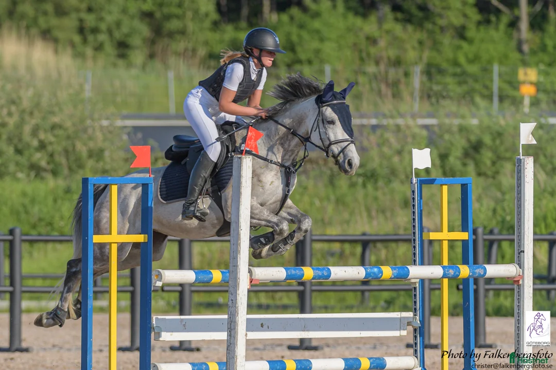 Hoppning hästar till salu: Topponny för högre klasser - Annons 3