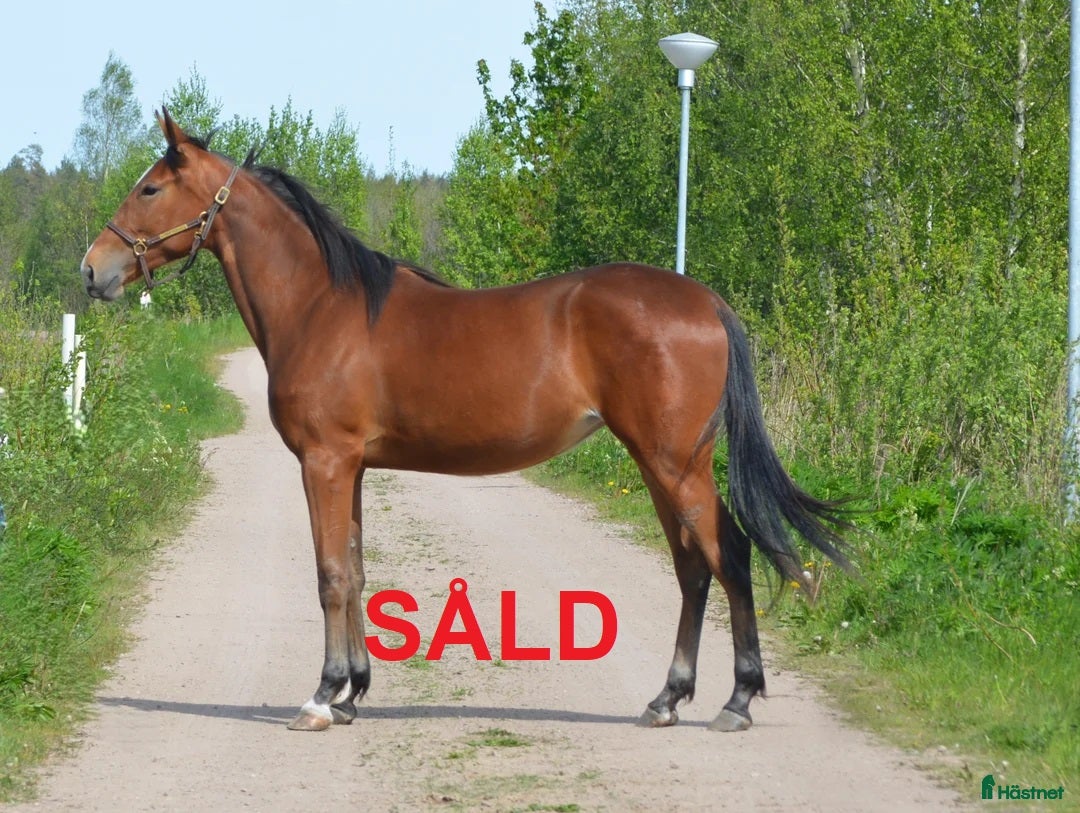 Trav hästar till salu: säljes efter Googoo Gaaga,  Redley Express i Tibro - Annons 15