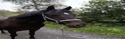 Allround hästar till salu: Charmig New forest - Annons 2