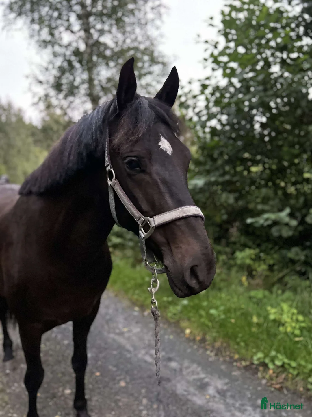 Allround hästar till salu: Charmig New forest - Annons 2