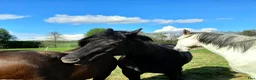  stallplats finnes: Lösdrift-valackflock - Annons 6