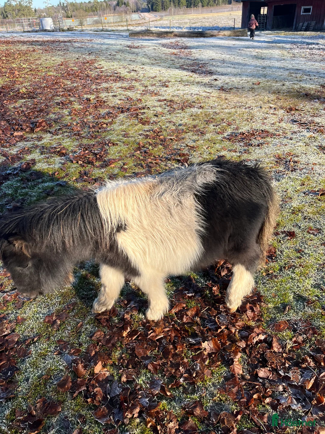 Allround hästar till salu: Sötaste shettisen  - Annons 2