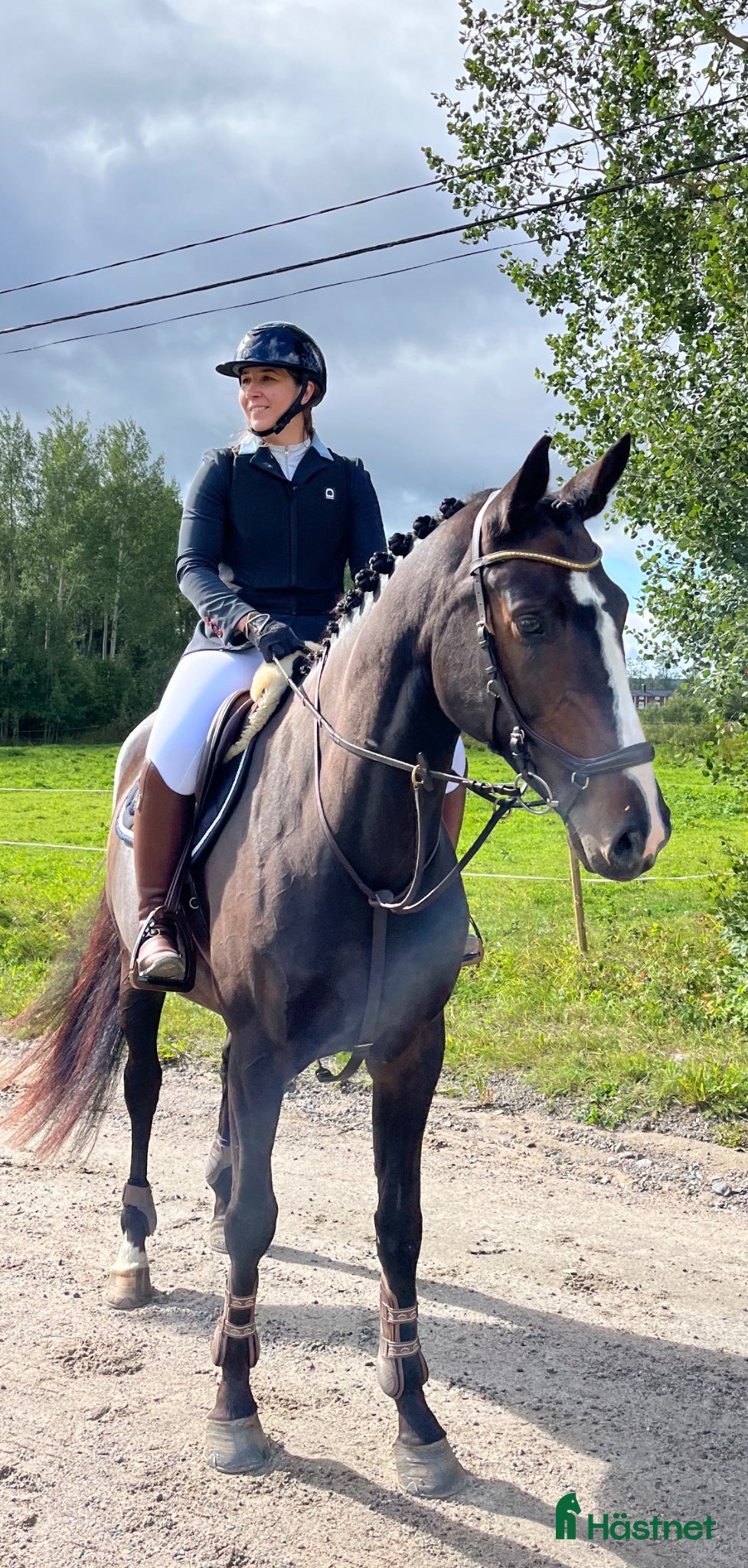  hästar Fint feminint SWB sto e. Casanova Hästak - Annons 1