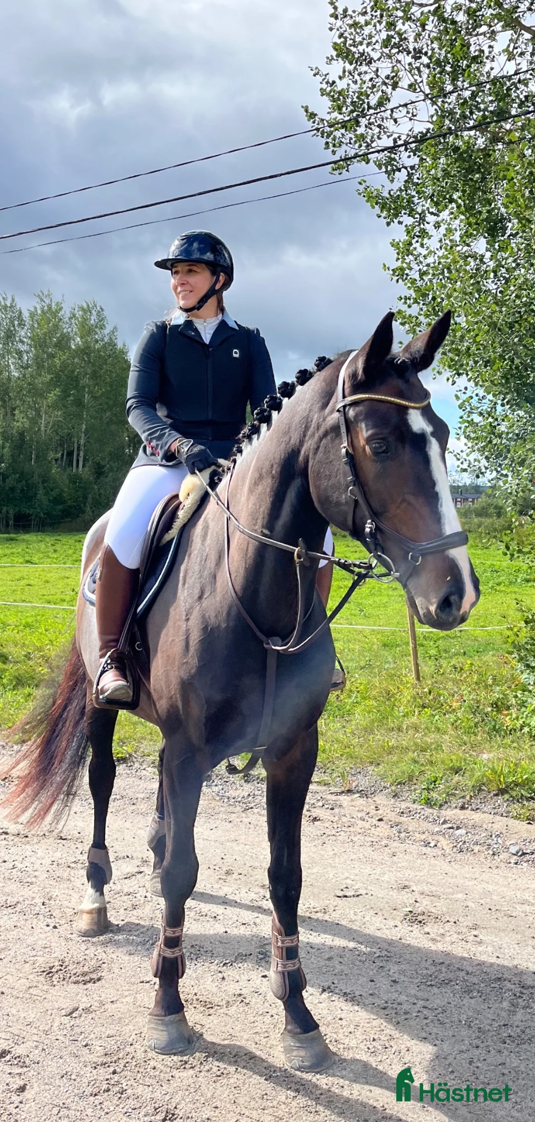 Allround hästar till salu: Fint feminint SWB sto e. Casanova Hästak - Annons 1