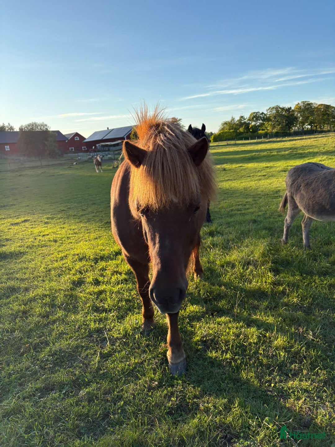 Island hästar till salu: Känslig kille med potential letar nytt hem. i Västerås - Annons 3