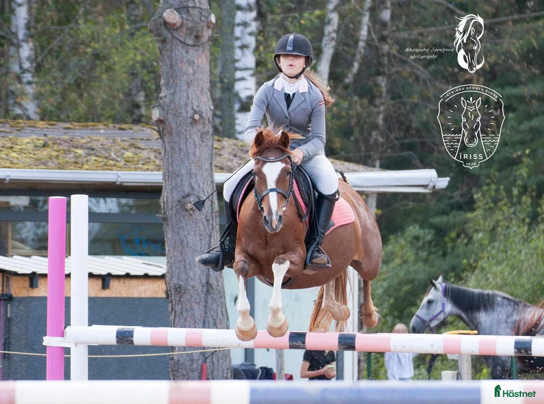 Hoppning hästar till salu: Champion pony i Stockholm - Annons 5