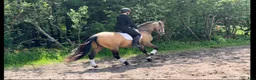Working Equitation hästar till salu: Superfin guldig PRE valack  - Annons 3