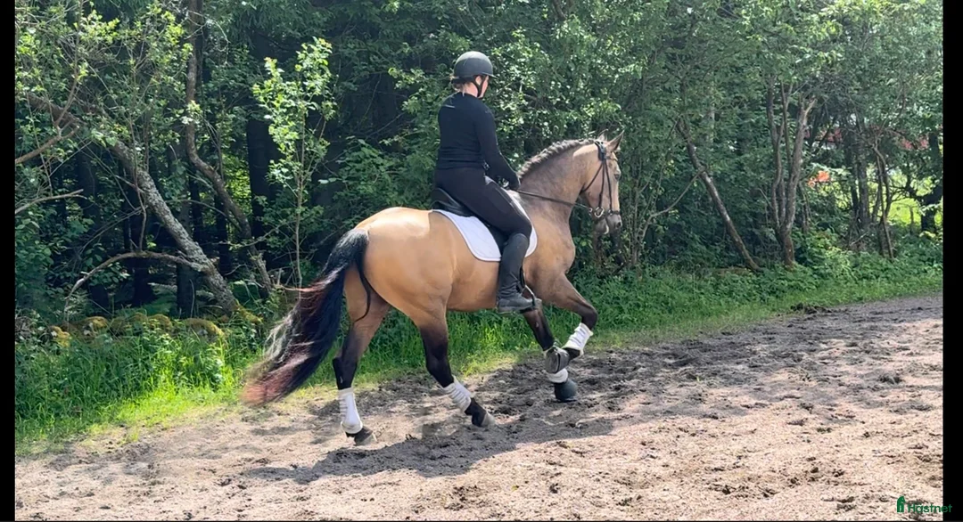 Working Equitation hästar till salu: Superfin guldig PRE valack  - Annons 3