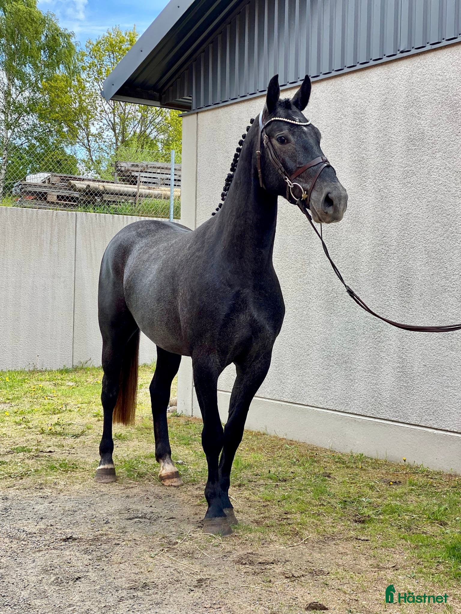  hästar Sto för de största  i Åtvidaberg - Annons 1