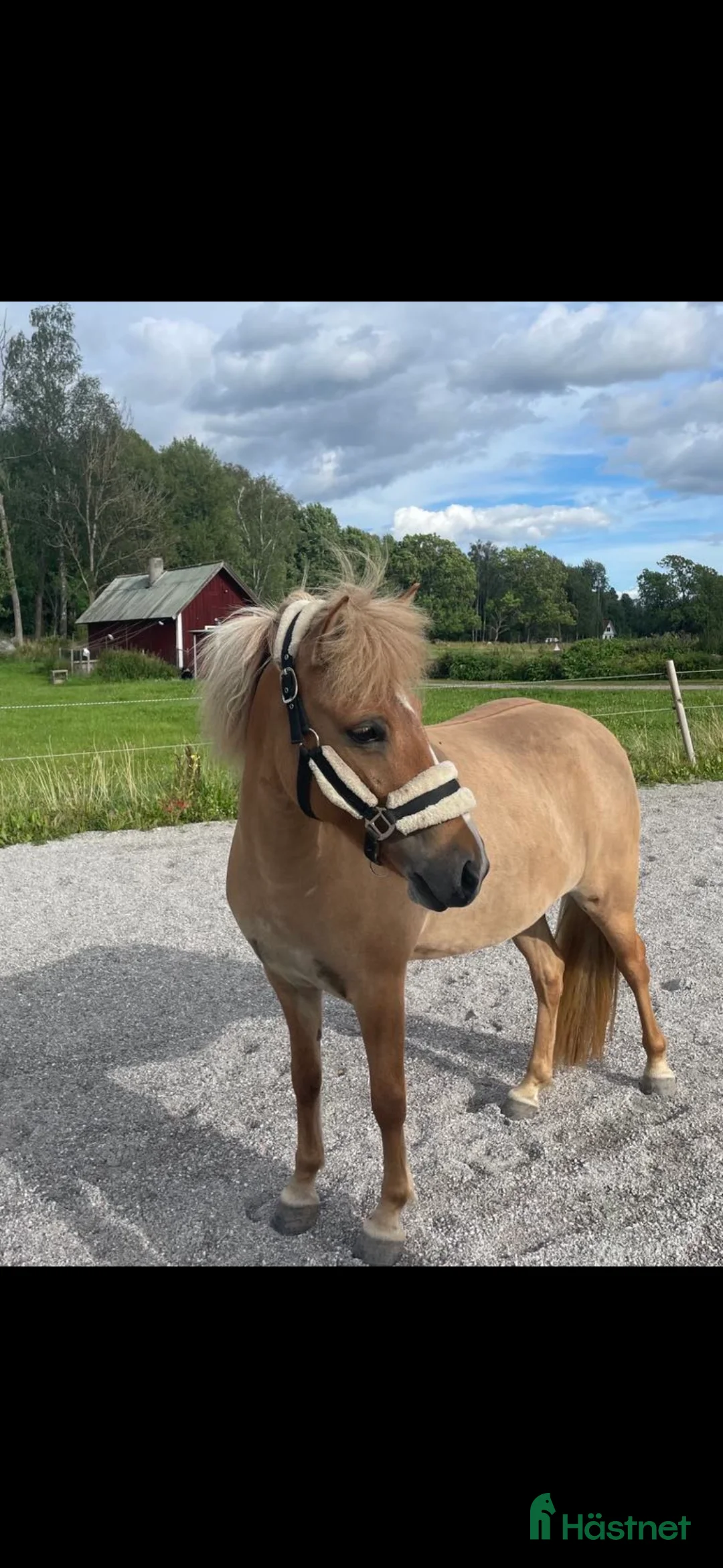 Island hästar till salu: Ester från Röja  - Annons 2