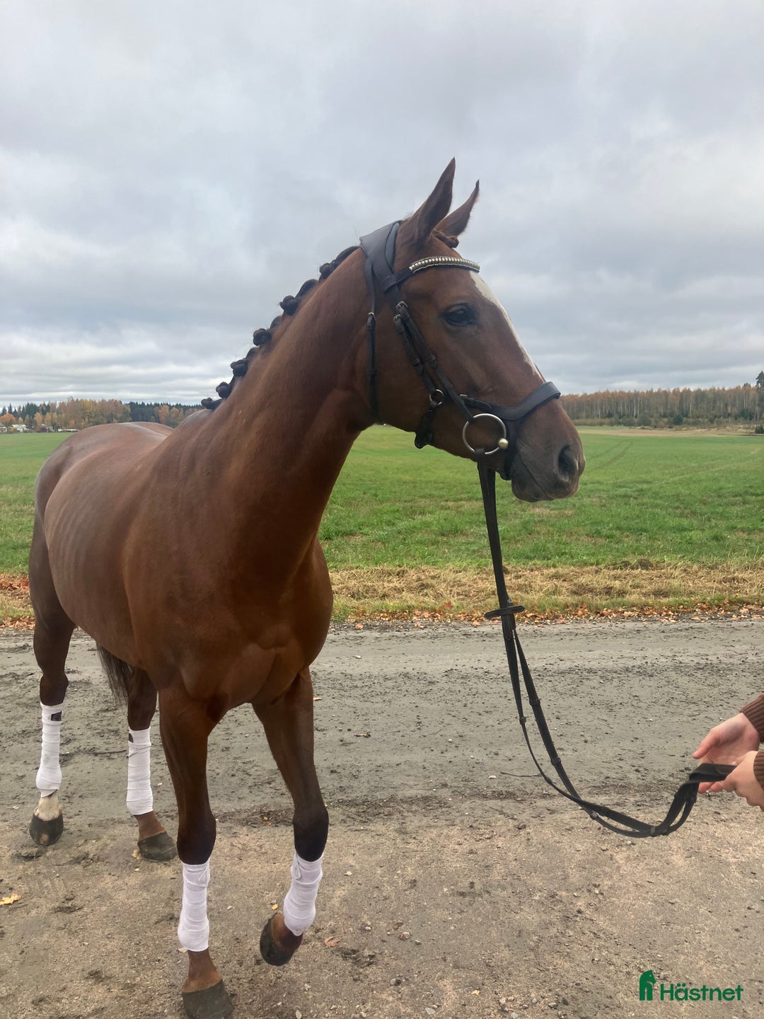 Allround hästar till salu: Lovade sto till kanonpris  i Skara - Annons 2