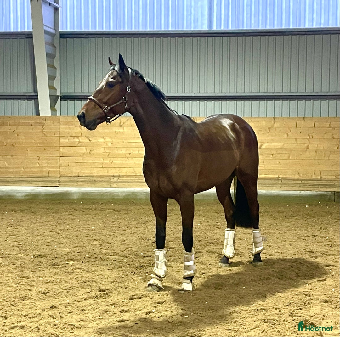 Övrigt hästar till salu: Till Dig med kunskap och tid! i Bälinge - Annons 8