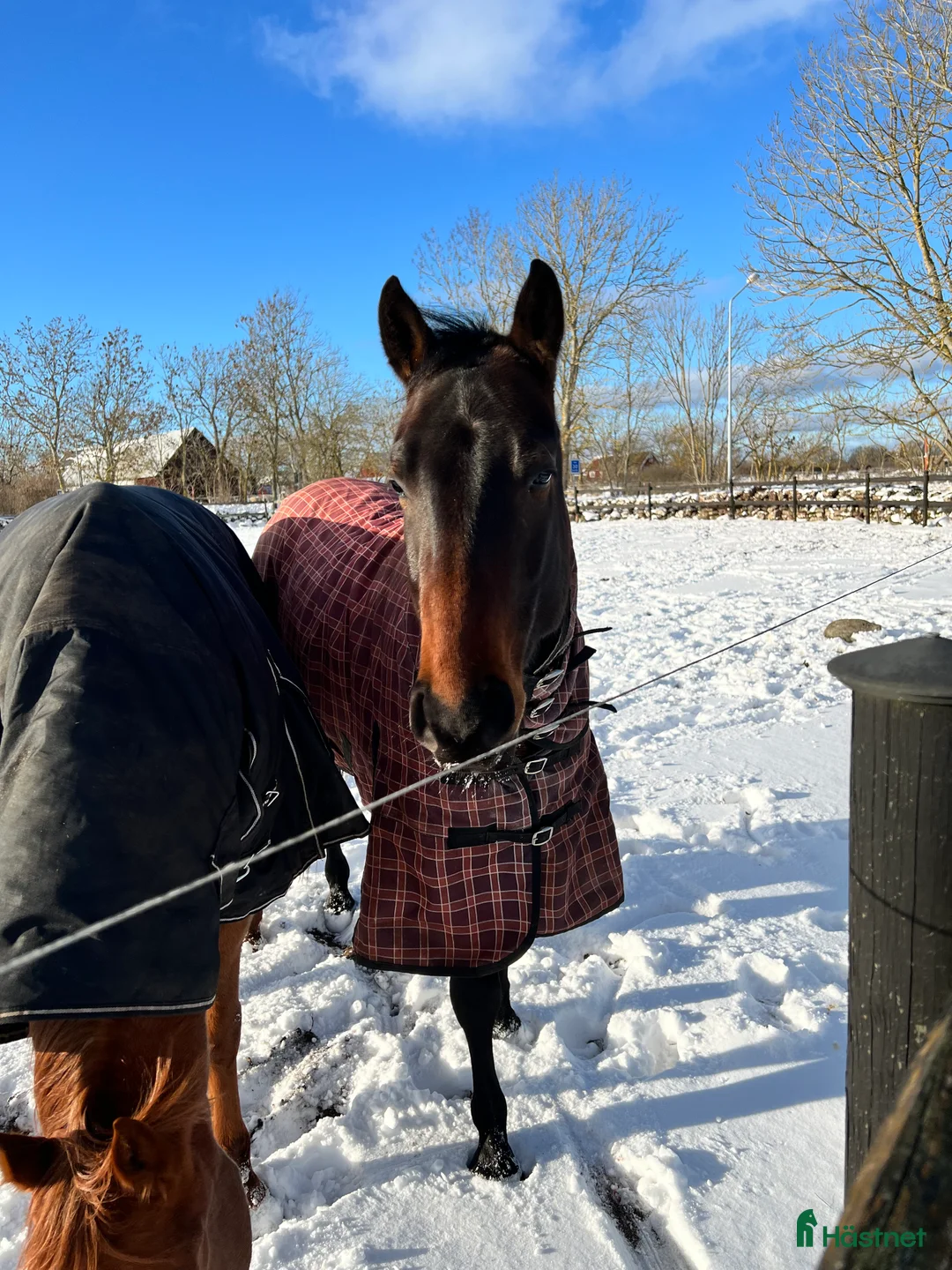 Western hästar till salu: Snäll quartervalack - Annons 3