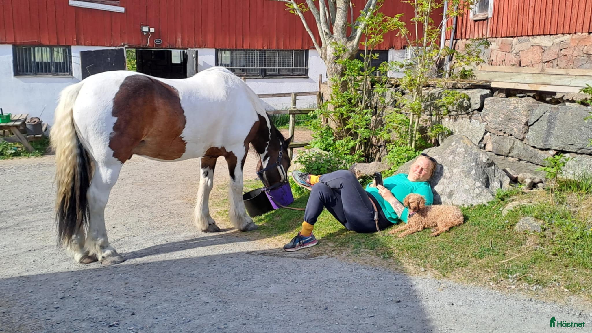  foderhäst Valack på foder för köp i Kärna - Annons 18