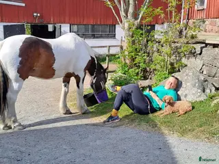 foderhäst Valack på foder för köp i Kärna - Annons 18