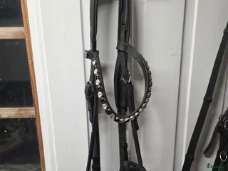 Träns hästutrustning till salu: Träns - Annons 1