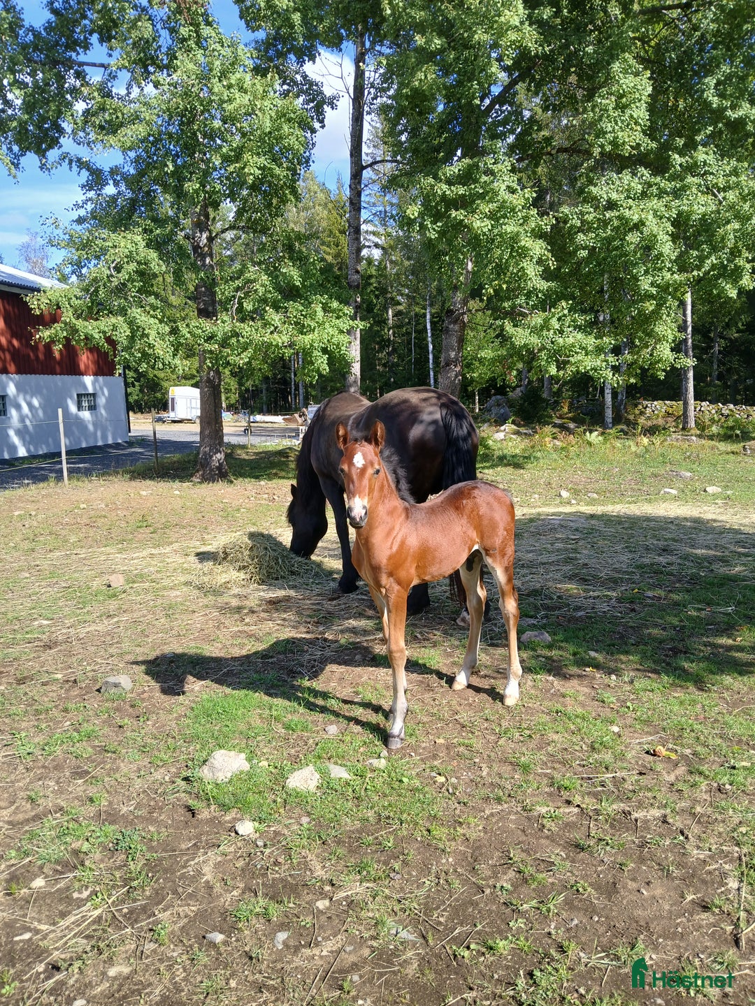 Allround hästar till salu: Charmig welsh partbred hingst 🌟 i Älmhult - Annons 1