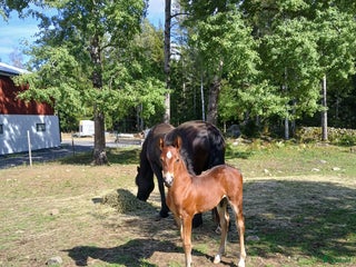 hästar Charmig welsh partbred hingst 🌟 i Älmhult - Annons 17