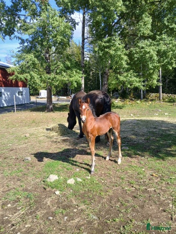 hästar Charmig welsh partbred hingst 🌟 i Älmhult - Annons 16
