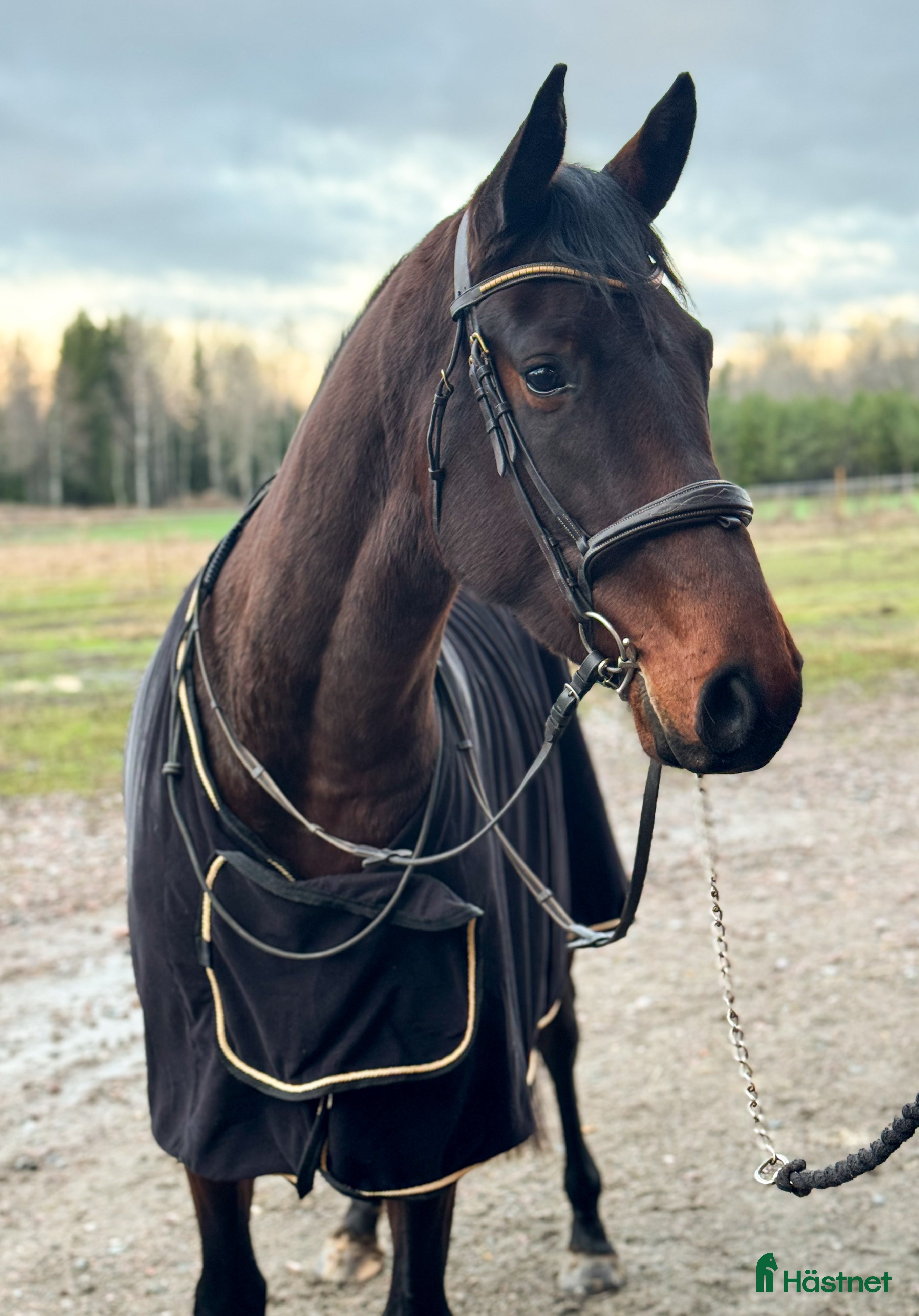  hästar Lovande unghäst ✨ i Björklinge - Annons 7