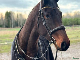 hästar Lovande unghäst ✨ i Björklinge - Annons 8