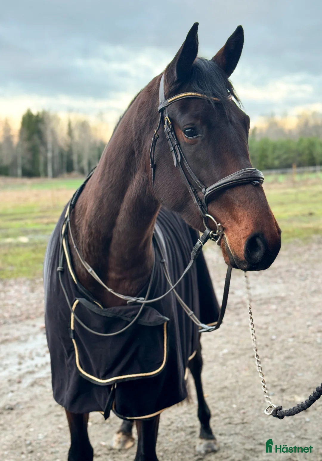 Hoppning hästar till salu: Lovande unghäst ✨ i Björklinge - Annons 1