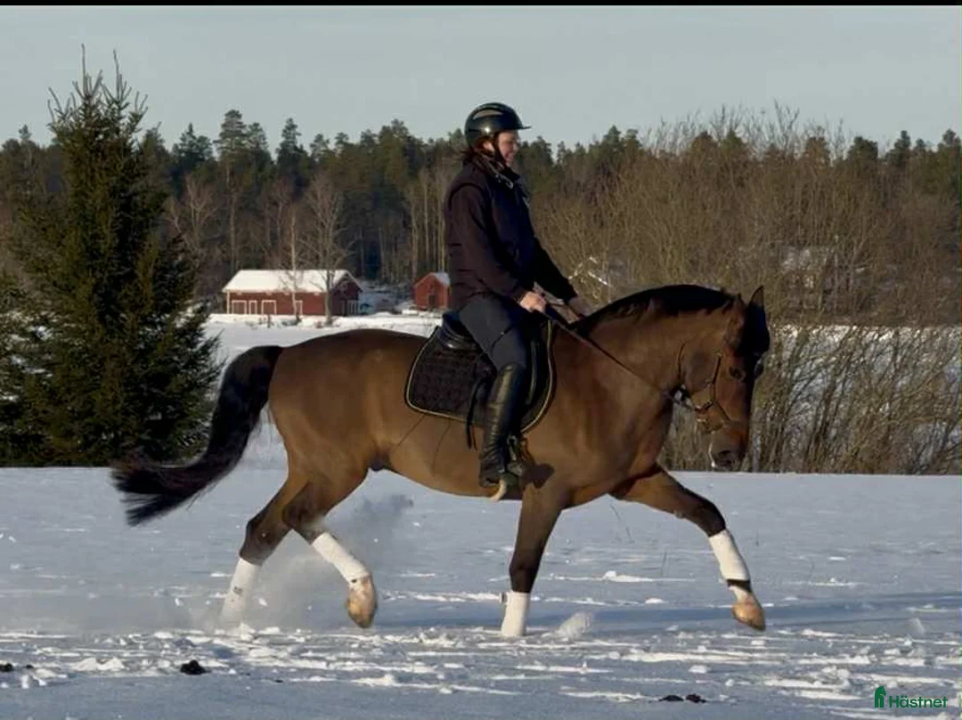 Allround hästar till salu: Trygg och okomplicerad valack i Sala - Annons 3