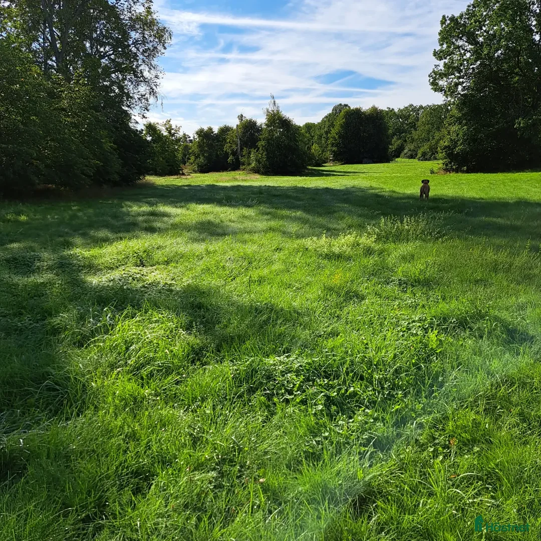  hästservice finnes: Sommarbete  i Kristdala - Annons 7