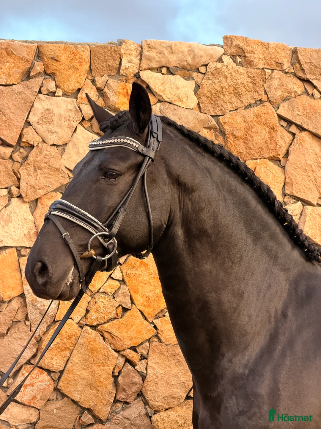 Working Equitation hästar till salu: Sort 6 års Lusitano - Annons 6