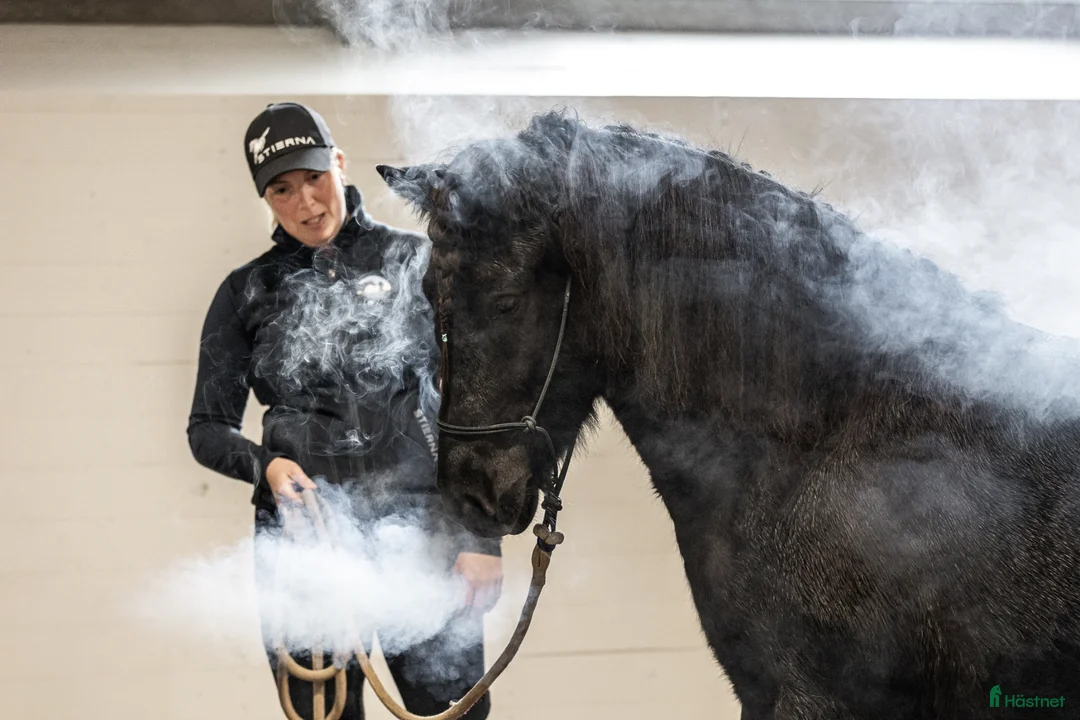 Island hästar till salu: 4 årig islandsvalack  - Annons 2