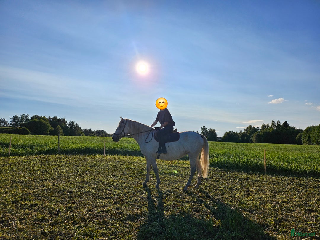 Allround hästar till salu: Charmigt sto söker nytt hem i Norrköping - Annons 7