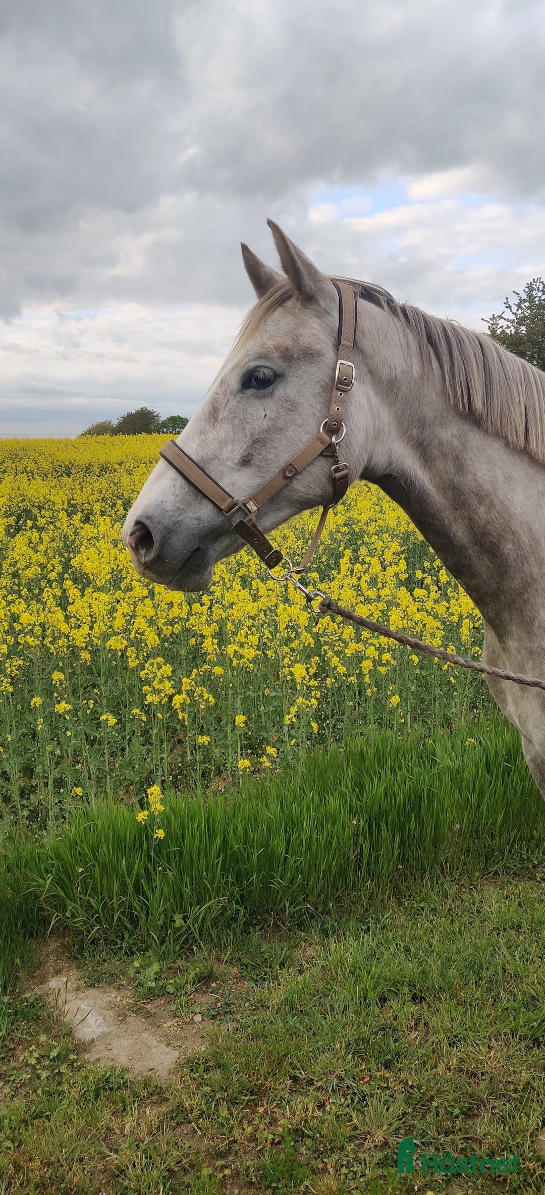 Hoppning hästar till salu: Storhoppande 3åring i Blentarp - Annons 2