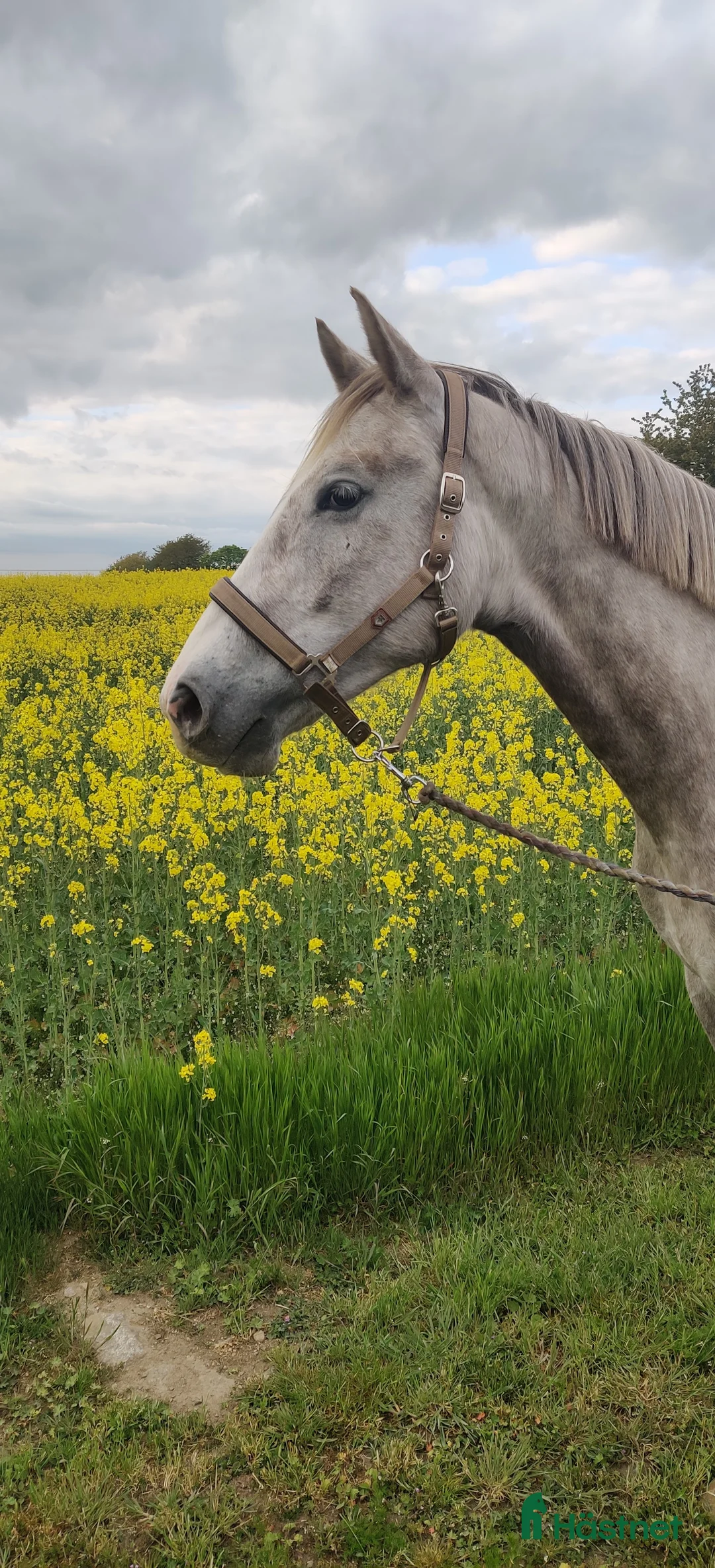 Hoppning hästar till salu: Storhoppande 3åring i Blentarp - Annons 2