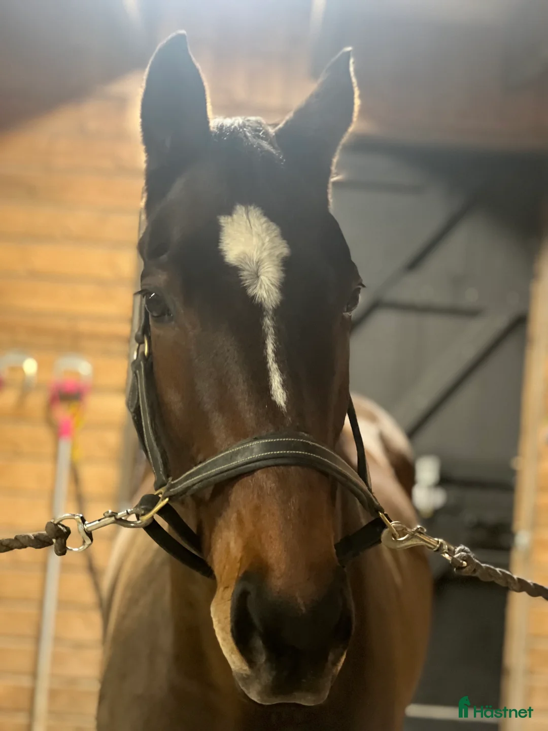 Fälttävlan hästar till salu: Atletisk fullblodskille med fart och glöd i Enköping - Annons 4