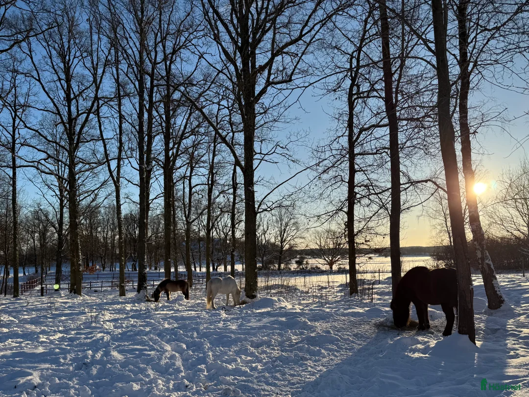  stallplats finnes: Stall med lösdrift Eskilstuna i Eskilstuna - Annons 2