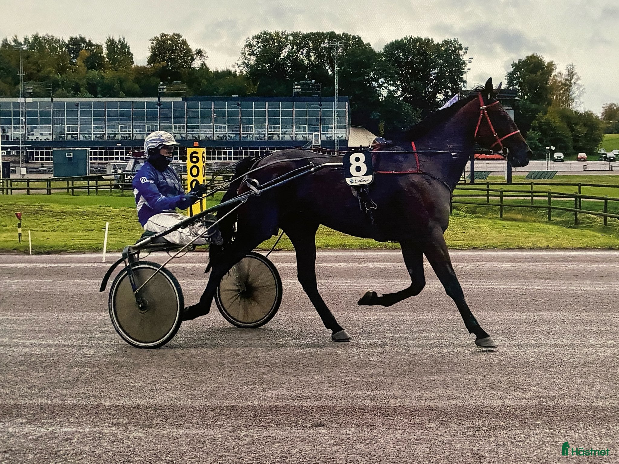  hästar Sto till trav eller avel  - Annons 2