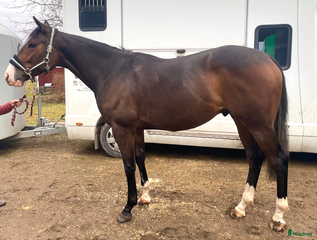 Fälttävlan hästar till salu: En otroligt snäll unghäst att forma själv! i Bälinge - Annons 4