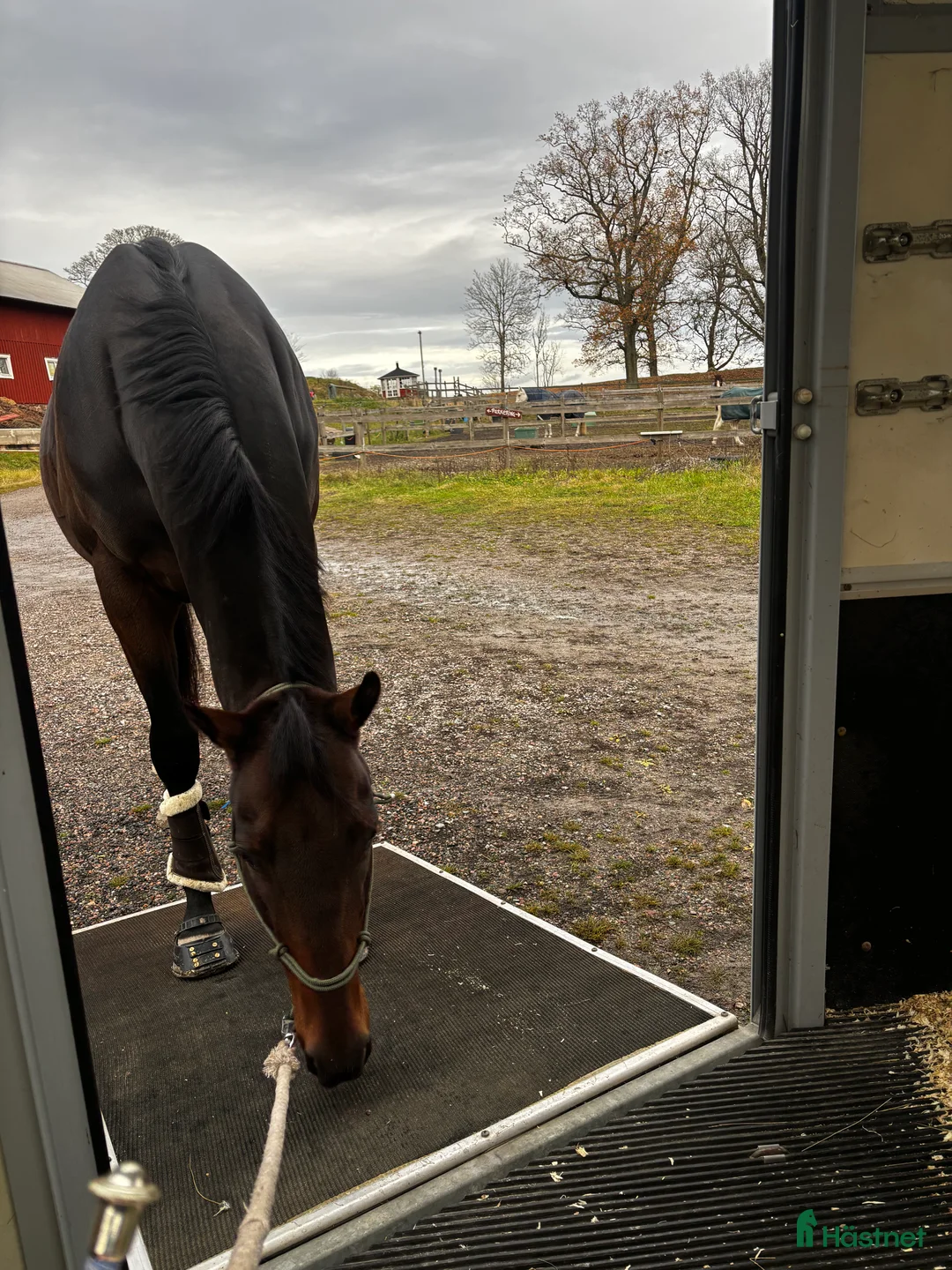  hästservice finnes: Horsemanship, lastning, trygg häst, tillridning mm i Nyköping - Annons 2