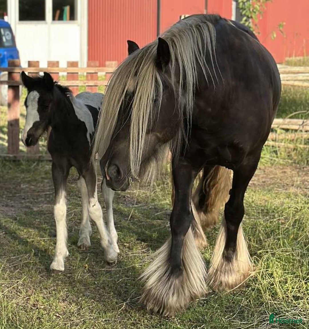 Avelshästar hästar till salu: Silversvart sto! i Sävsjö - Annons 8